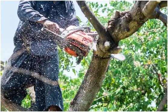 tree services Seven Valleys